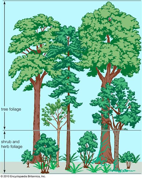 forest species.